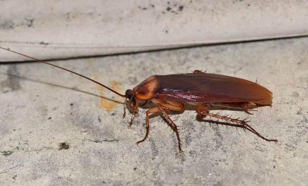 Roach on Kitchen Counter