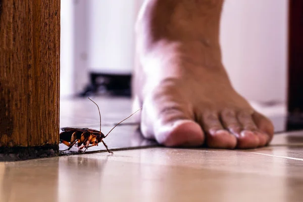 How to get rid of roaches