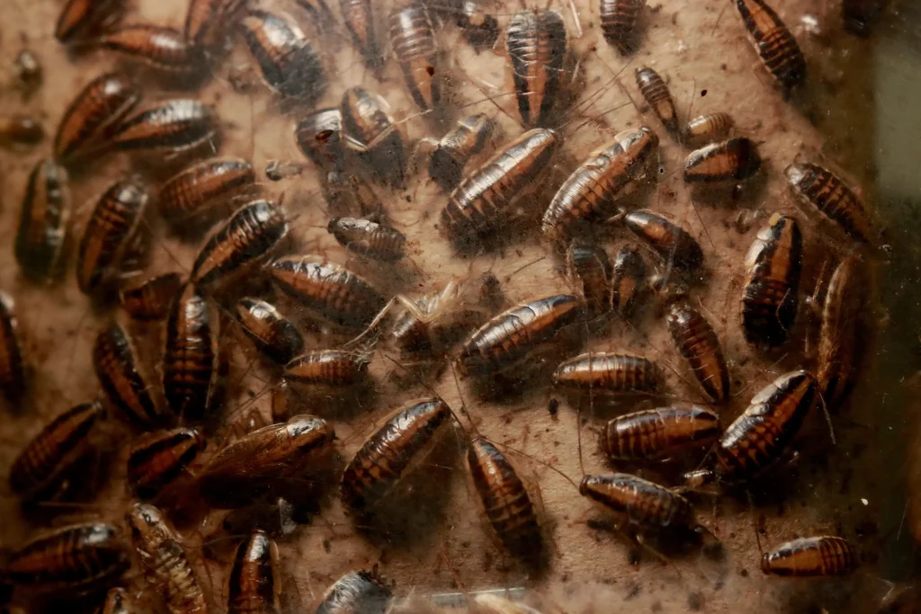 Roach Infestation