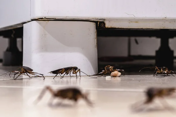 Roaches in Kitchen