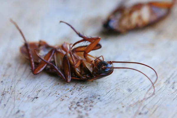 Dead Roach on floor