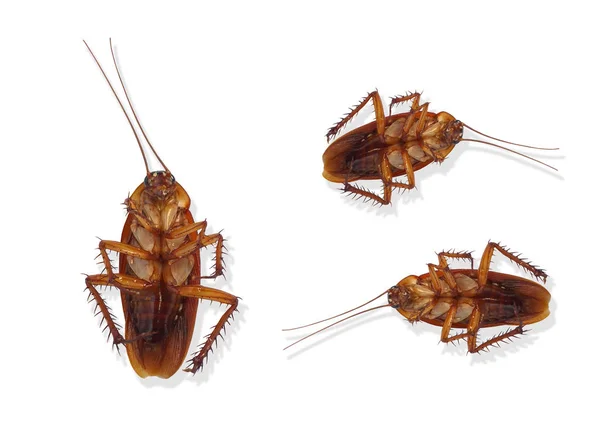 German cockroach