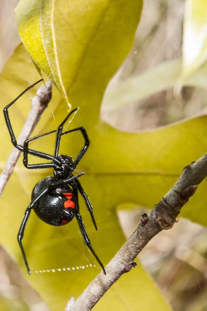 Black Widow spider showing the bright red hourglass marking
