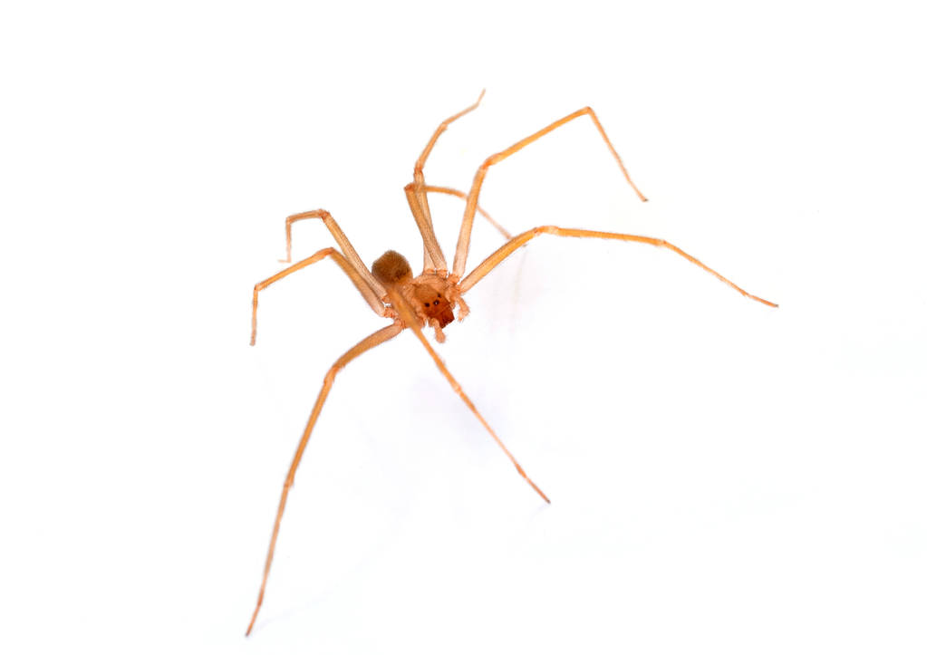 Spider Brown Recluse Outside the House