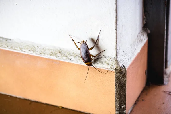Cockroach utilizing its antennae to detect food scent trails