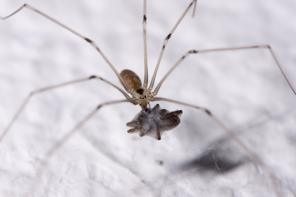 Cellar Spider is harmless to humans