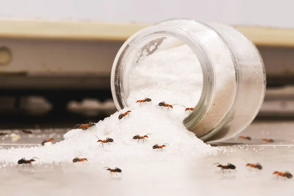 Household ants foraging around a sugar jar near a kitchen drain