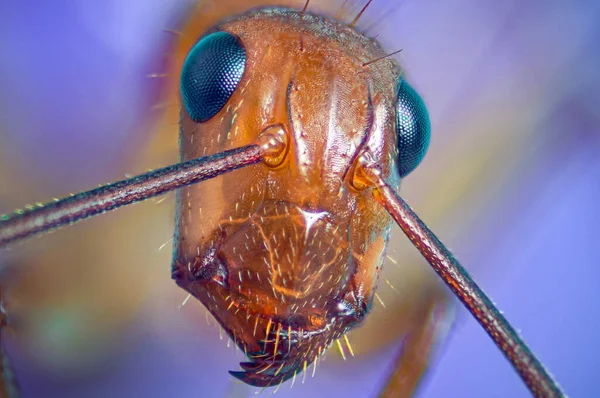 Close up of Ant