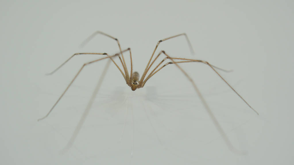 long legged cellar spiders building webs along basement floor near moisture sources