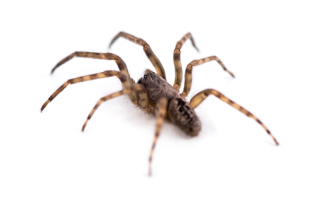 Spider in House