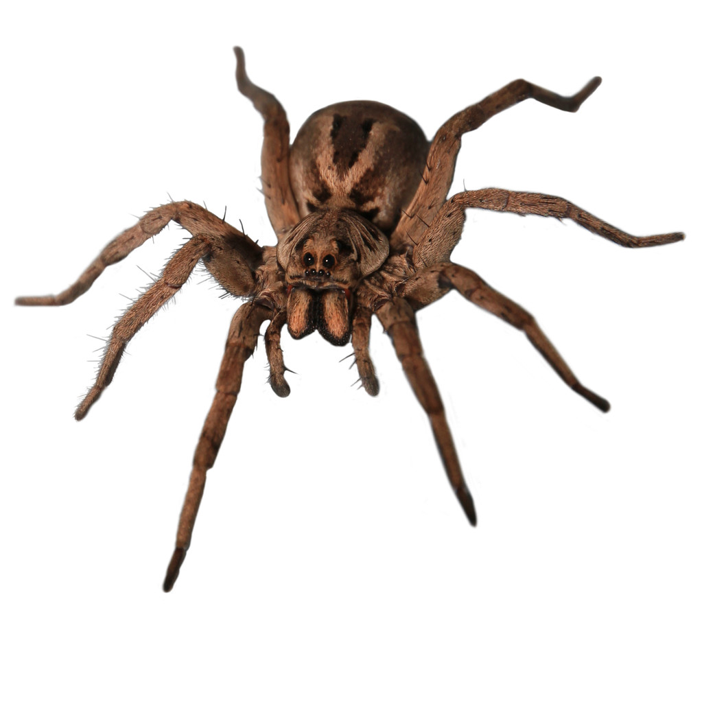 Identifying the real biological reasons why do I have spiders in my room by tracking hidden insect prey