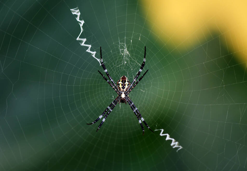 Tropical Spider