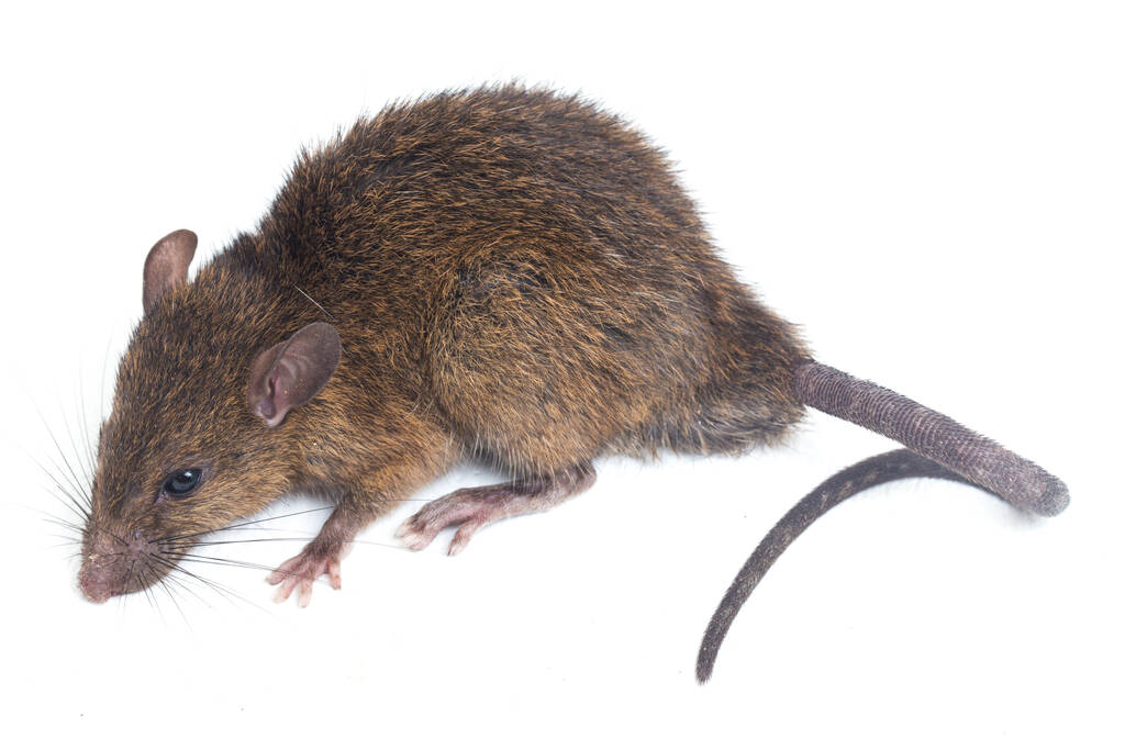 Where to Place Mouse Traps in a home for maximum effects