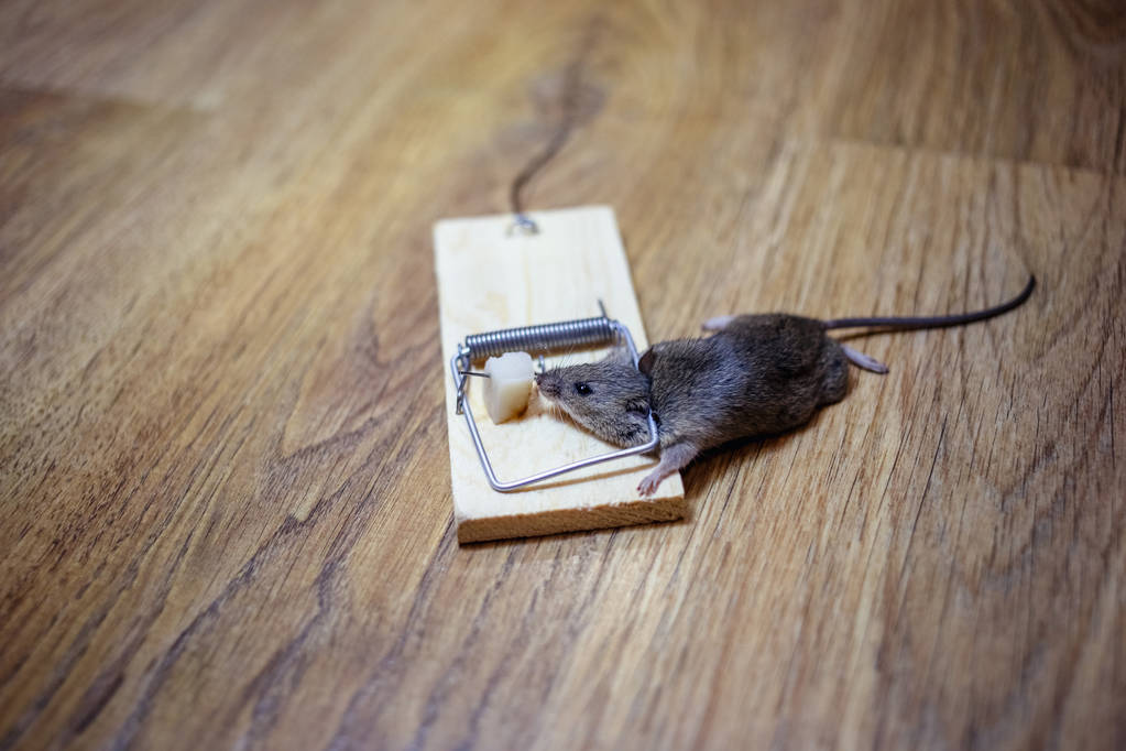 Best mouse bait for snap traps