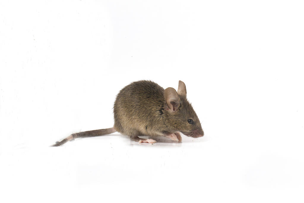Ways to trap a smart mouse