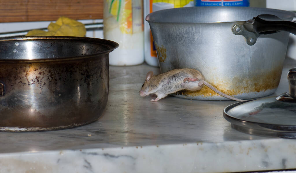 Competing food sources will prevent mice from eating mouse bait