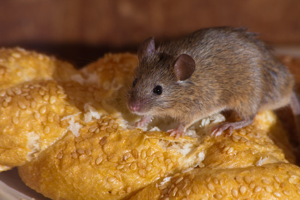 Mouse in Kitchen after coming out of walls