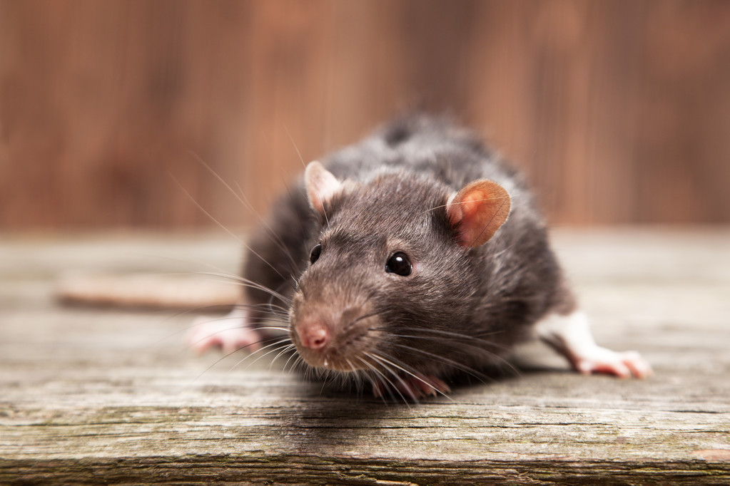 Mice in garage how to get rid of