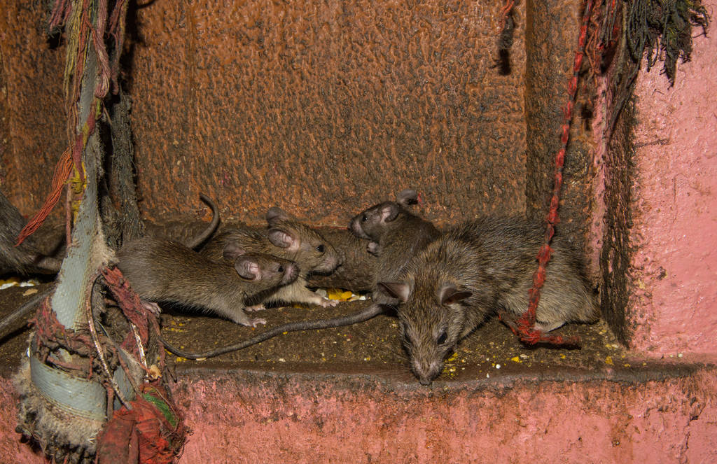 Mice hiding in house