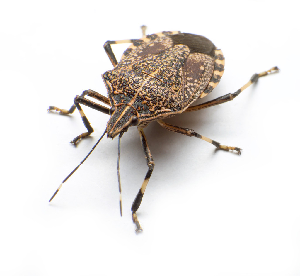 essentria ic pro for fall indoor pest invaders