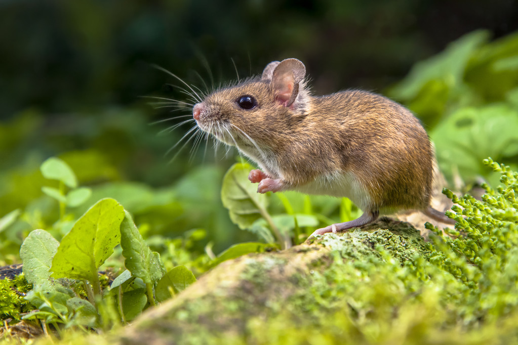Mice nesting in your car engine can cause major damage