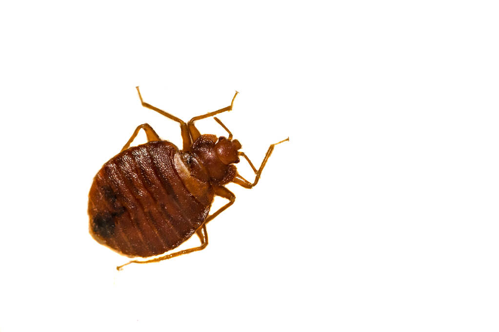 Natural Bed Bug Killers for Furniture